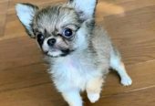 Teacup Chihuahua puppies for adoption