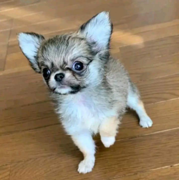 Teacup Chihuahua puppies for adoption