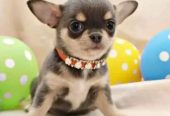 Teacup Chihuahua puppies for adoption