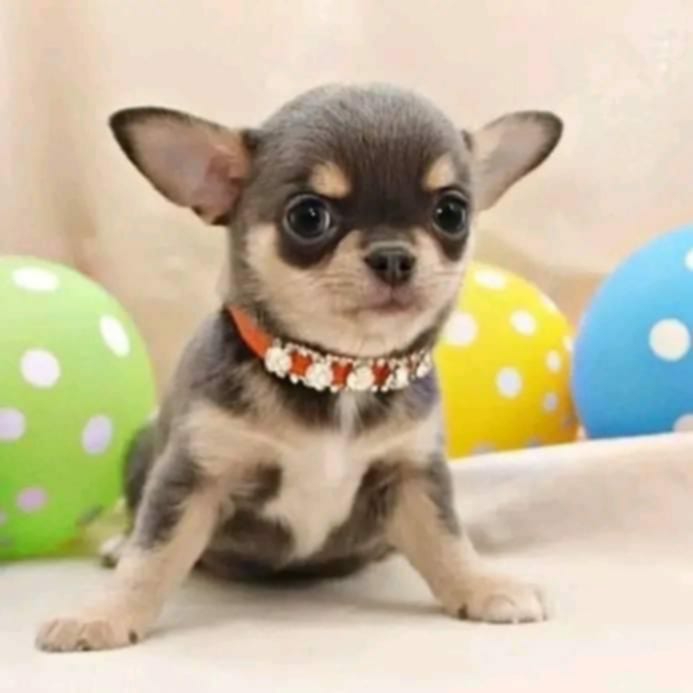 Teacup Chihuahua puppies for adoption