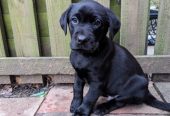 Healthy Labrador puppy for rehoming