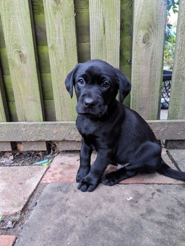 Healthy Labrador puppy for rehoming