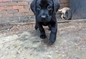 Healthy Labrador puppy for rehoming