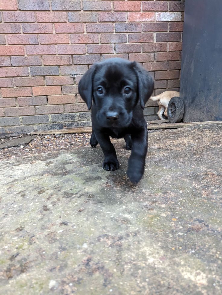Healthy Labrador puppy for rehoming