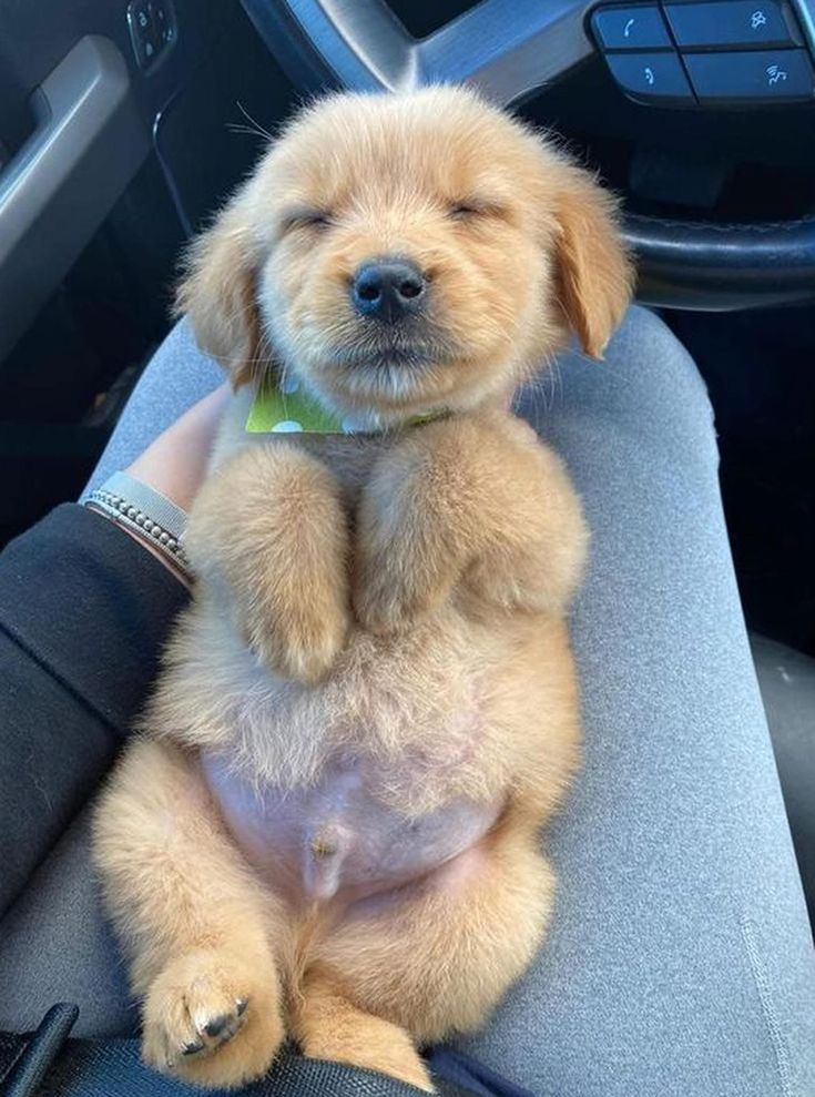 A playful Labrador puppy looking for a new home