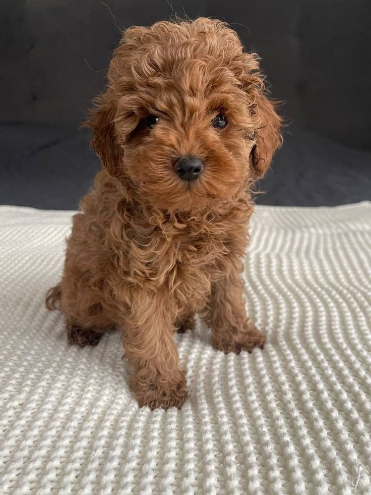 Hearthy teacup poodle puppies for adoption