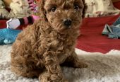 Hearthy teacup poodle puppies for adoption