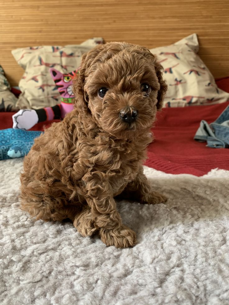 Hearthy teacup poodle puppies for adoption