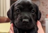 Healthy Labrador puppy for rehoming