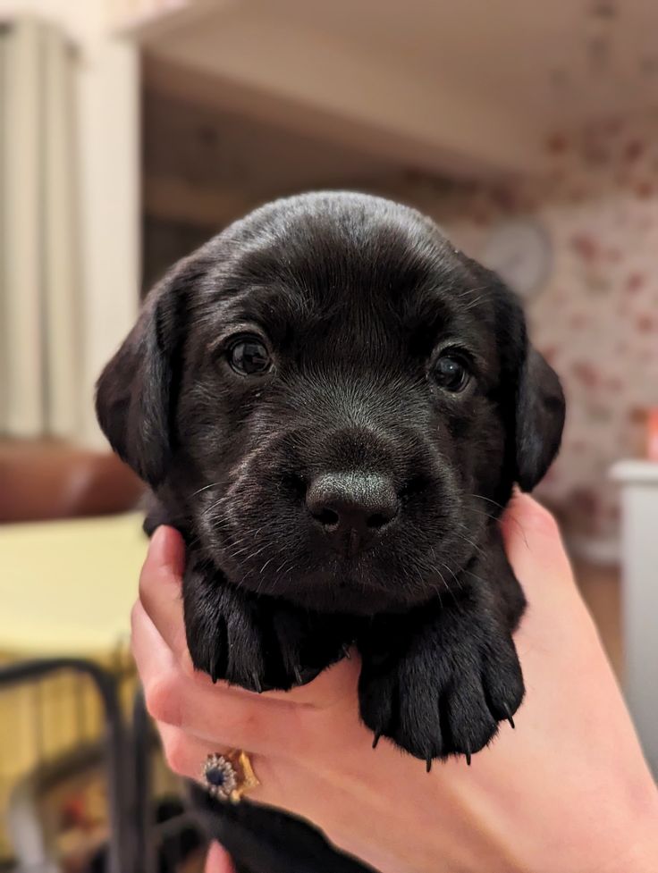 Healthy Labrador puppy for rehoming