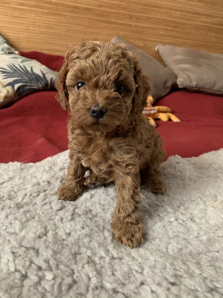 Hearthy teacup poodle puppies for adoption