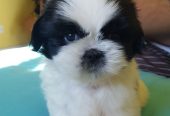 Meet out lovely shih Tzu puppies seeking a home