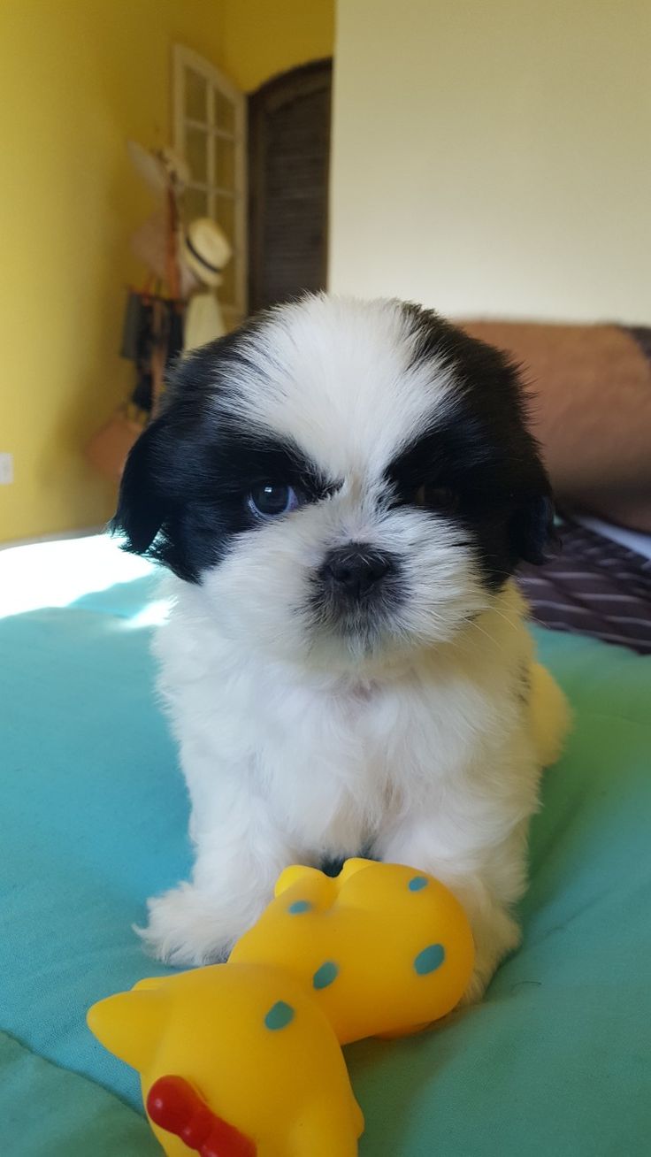 Meet out lovely shih Tzu puppies seeking a home