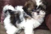 Meet out lovely shih Tzu puppies seeking a home