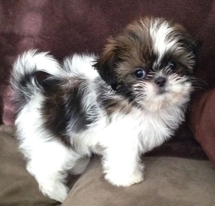Meet out lovely shih Tzu puppies seeking a home