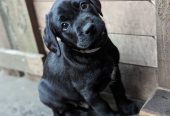 Healthy Labrador puppy for rehoming