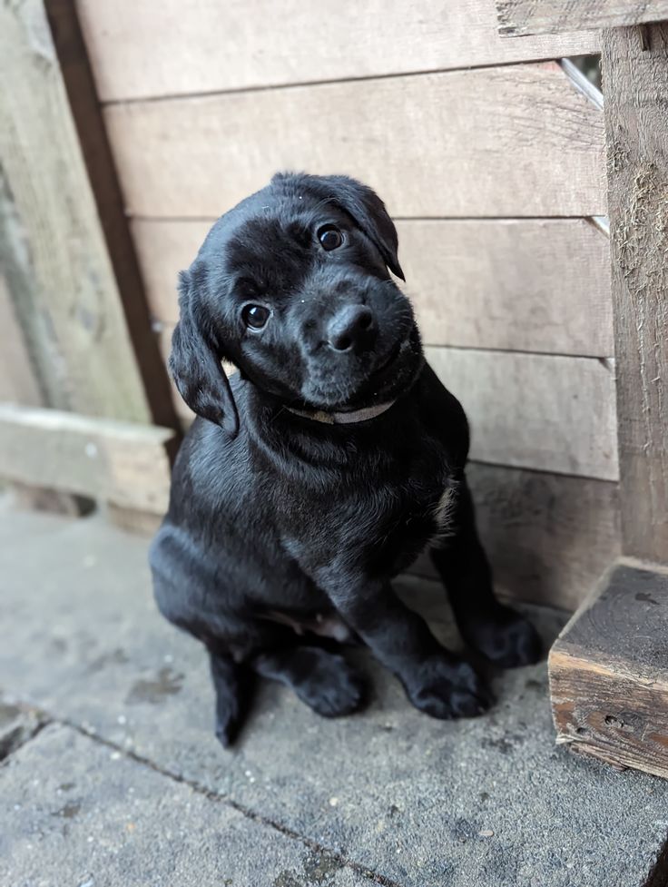 Healthy Labrador puppy for rehoming