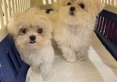 9f7ffc3d8e22b6cbe368b61619ee82cd