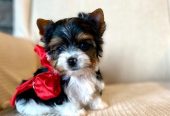 Adorable Yorkshire Terrier Puppies – Ready for Their New Homes 🐾✨