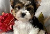 Adorable Yorkshire Terrier Puppies – Ready for Their New Homes 🐾✨