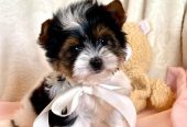 Adorable Yorkshire Terrier Puppies – Ready for Their New Homes 🐾✨