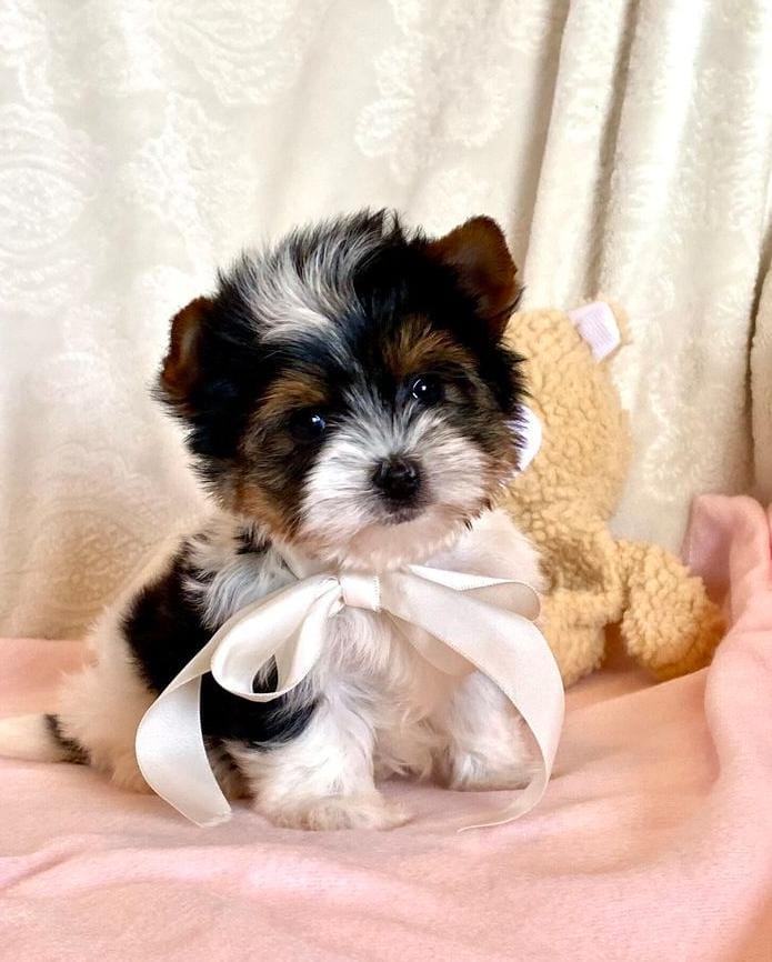 Adorable Yorkshire Terrier Puppies – Ready for Their New Homes 🐾✨