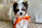 Adorable Yorkshire Terrier Puppies – Ready for Their New Homes 🐾✨