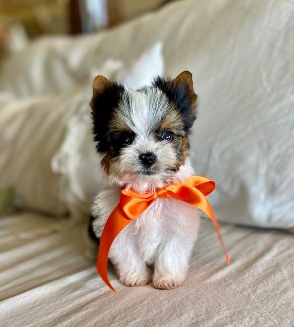 Adorable Yorkshire Terrier Puppies – Ready for Their New Homes 🐾✨