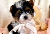Adorable Yorkshire Terrier Puppies – Ready for Their New Homes 🐾✨