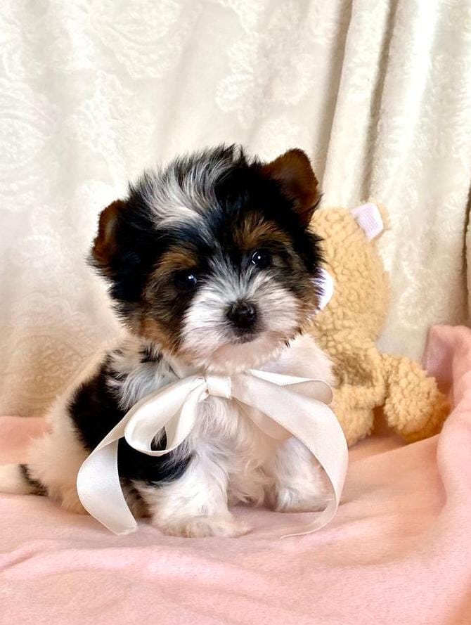 Adorable Yorkshire Terrier Puppies – Ready for Their New Homes 🐾✨