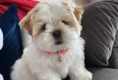 Meet out lovely shih Tzu puppies seeking a home