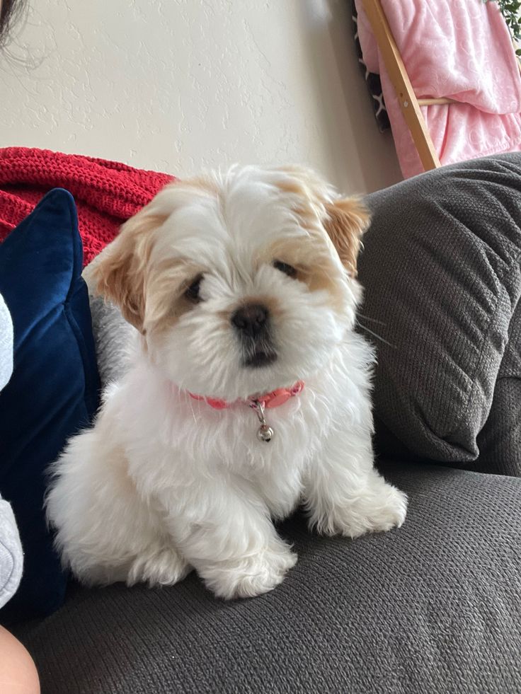 Meet out lovely shih Tzu puppies seeking a home