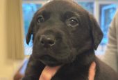 Healthy Labrador puppy for rehoming
