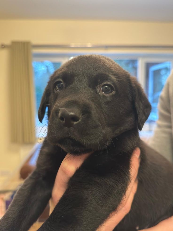 Healthy Labrador puppy for rehoming