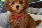 Hearthy teacup poodle puppies for adoption
