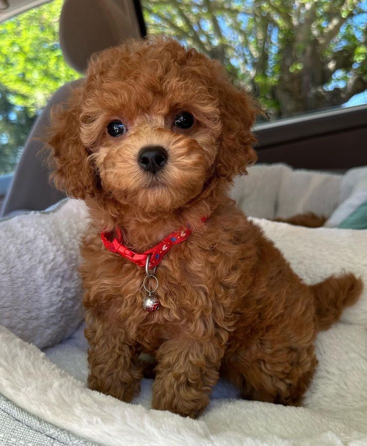 Hearthy teacup poodle puppies for adoption