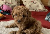 Hearthy teacup poodle puppies for adoption