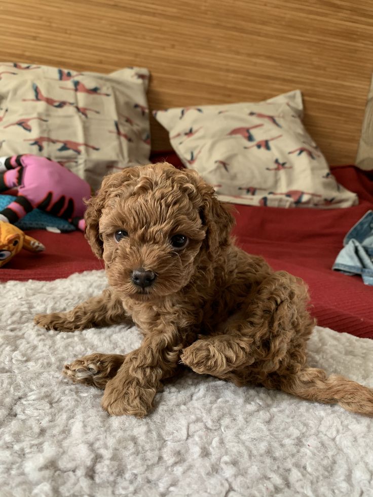Hearthy teacup poodle puppies for adoption