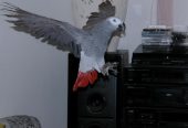 Talking African Grey Parrots