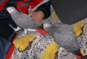 Talking African Grey Parrots