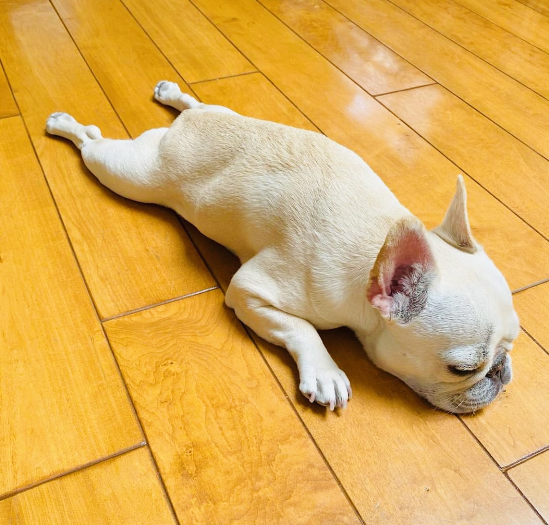 French bulldog male puppy is available