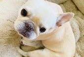 French bulldog male puppy is available