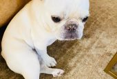 French bulldog male puppy is available