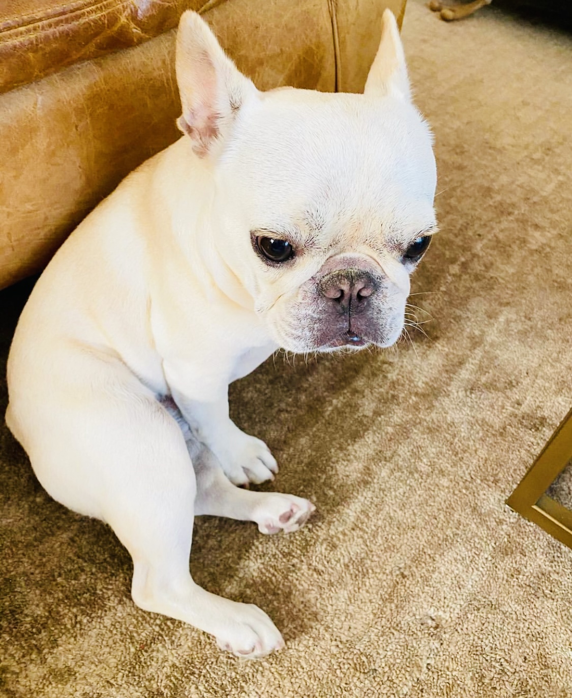 French bulldog male puppy is available