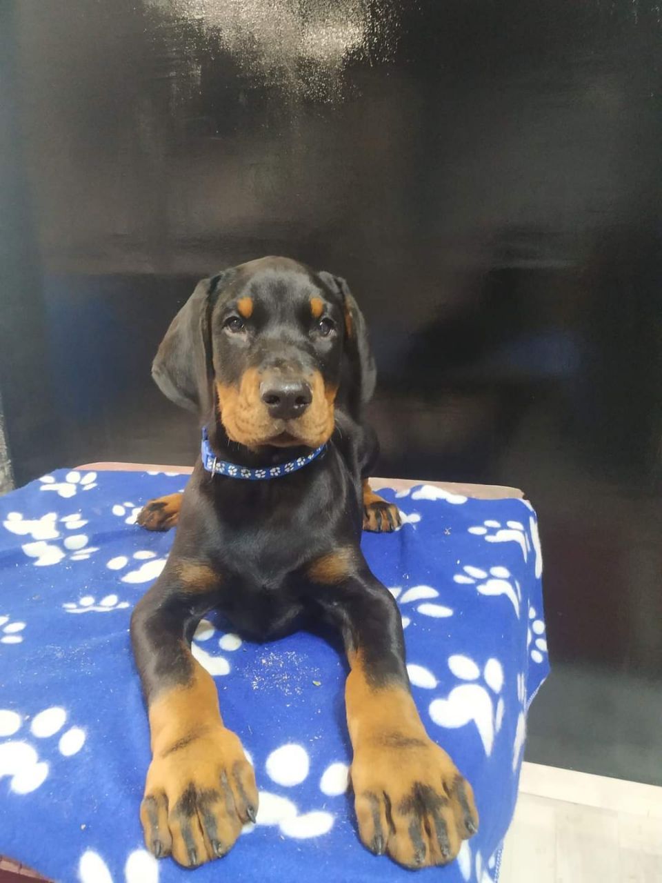 Loyal & Majestic Doberman Puppy – Smart, Strong & Ready for a Forever Home.