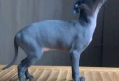 Elegant Blue Italian Greyhound Puppy – Grace, Charm & Companionship.