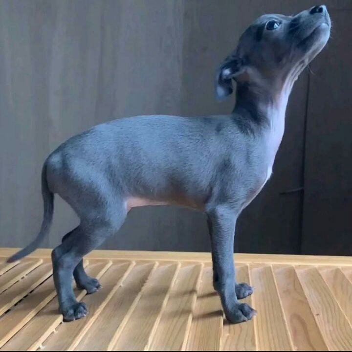 Elegant Blue Italian Greyhound Puppy – Grace, Charm & Companionship.