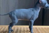 Elegant Blue Italian Greyhound Puppy – Grace, Charm & Companionship.