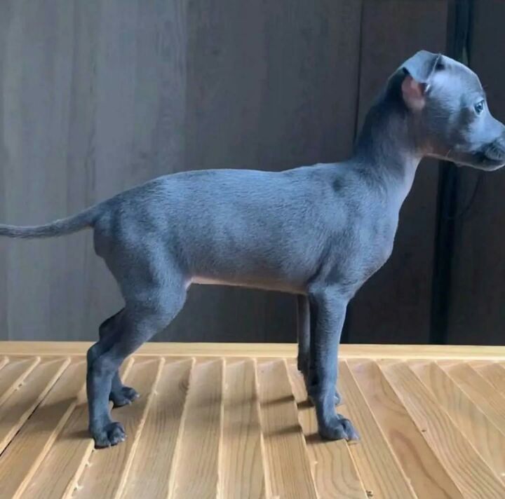 Elegant Blue Italian Greyhound Puppy – Grace, Charm & Companionship.