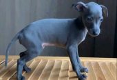Elegant Blue Italian Greyhound Puppy – Grace, Charm & Companionship.